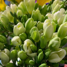 Джулія Цветаєва 34 фото 1